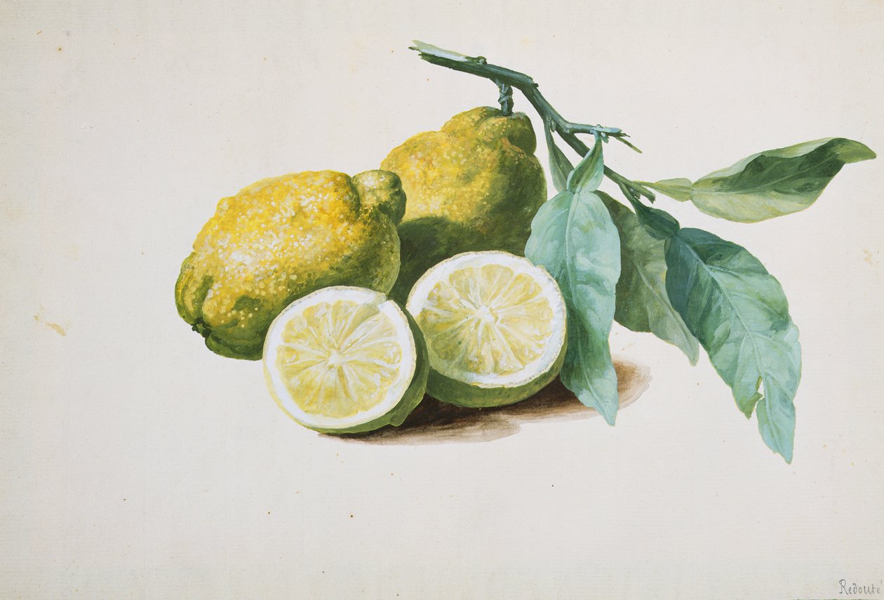 Citrons, 1840 - Pierre Joseph Redouté
