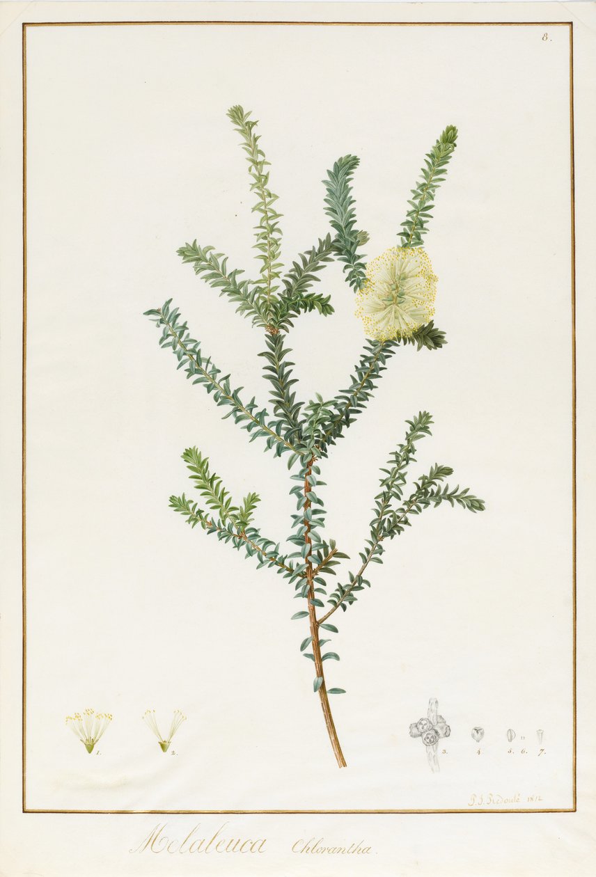 Melaleuca Chlorantha, 1812 - Pierre Joseph Redouté