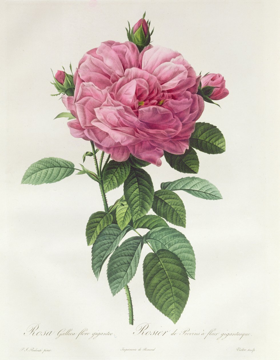 Rosa Gallica Flore Giganteo - Pierre Joseph Redouté
