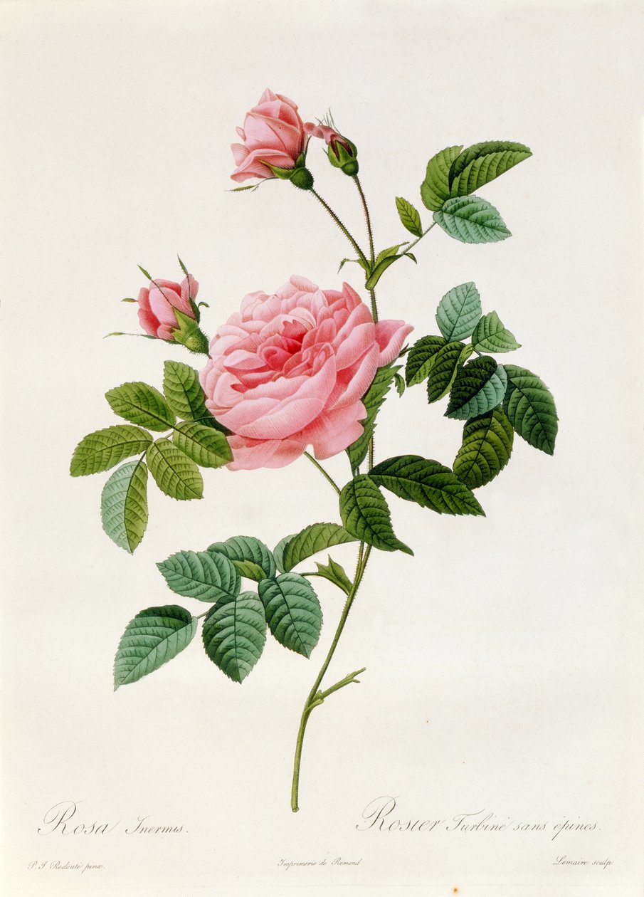 Rosa Inermis - Pierre Joseph Redouté