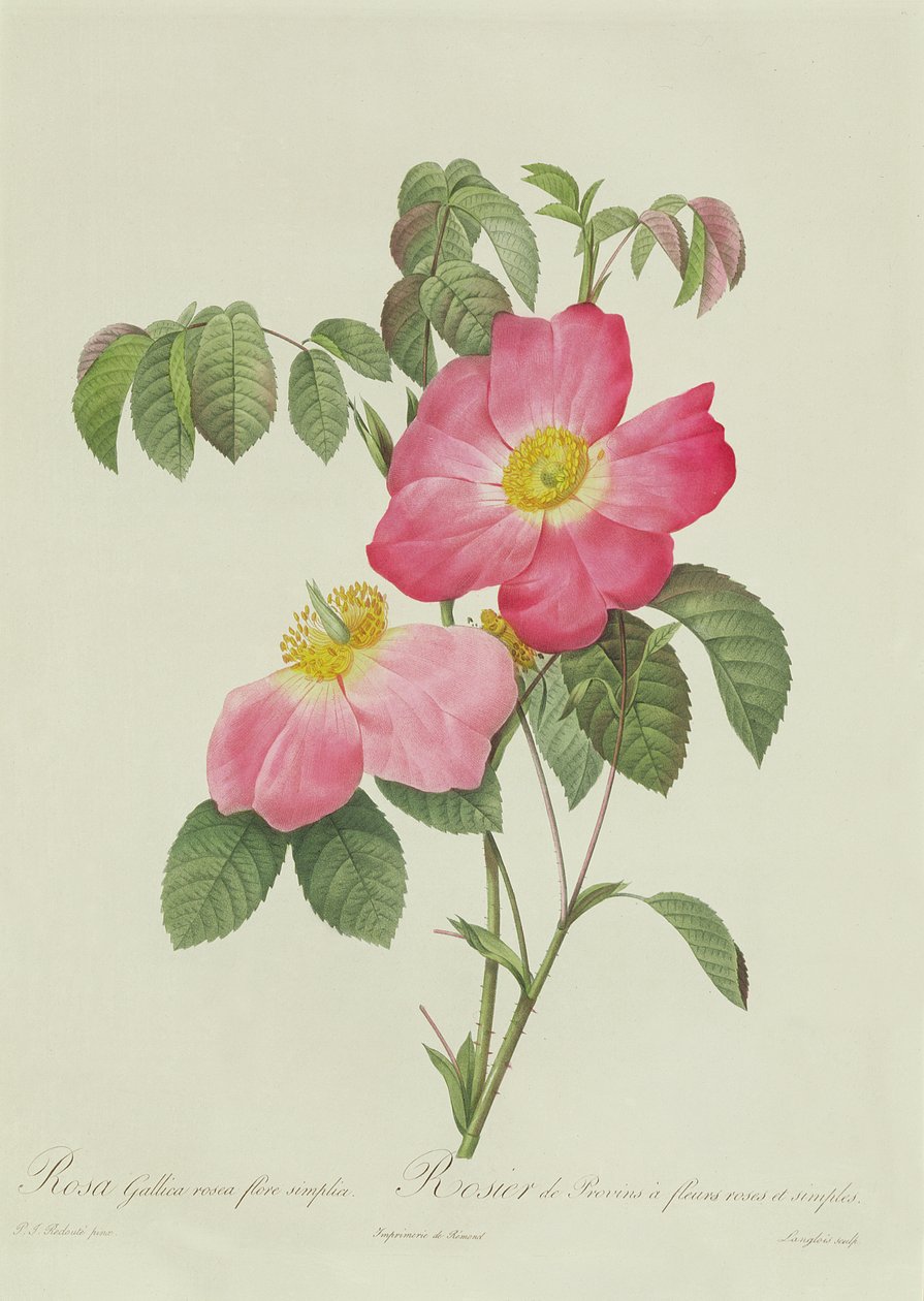 Rosa Tomentosa - Pierre Joseph Redouté