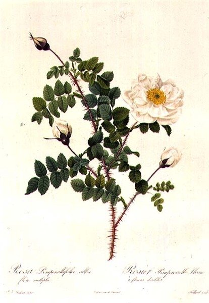 Rosa Pimpinellifolia Alba Flore Multiplei - Pierre Joseph Redouté