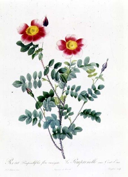 Rosa Rapa - Pierre Joseph Redouté