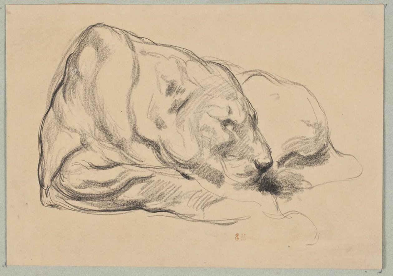 Lionne couchée - Pierre Andrieu