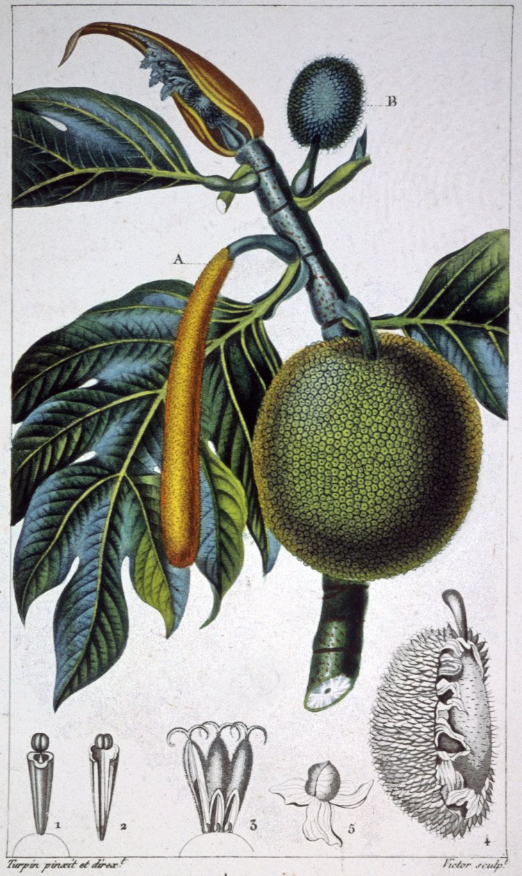 Fruit à pain - Pierre Jean Francois (after) Turpin