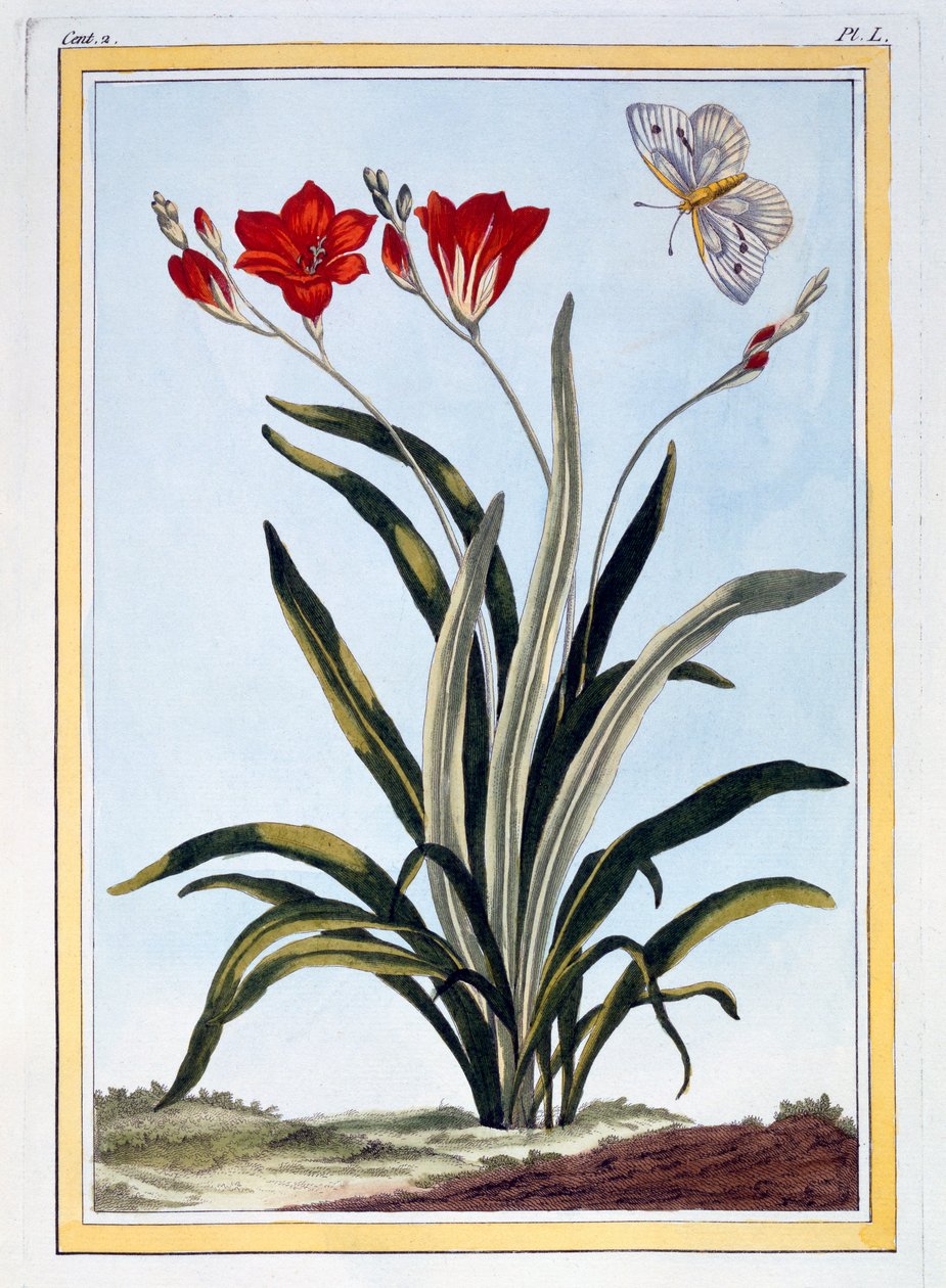 Cornlily - Pierre Joseph Buchoz