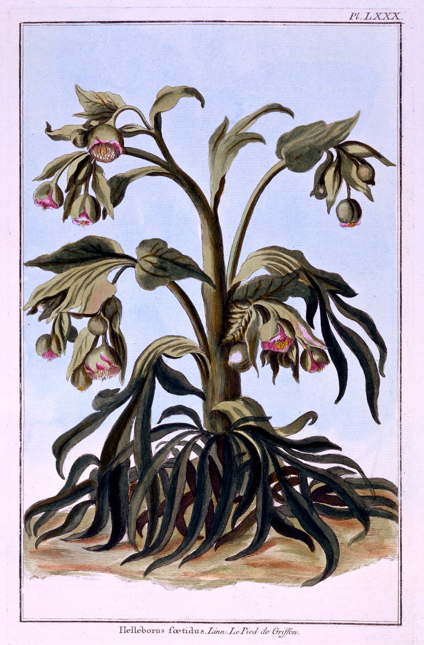 Hellébore fétide - Pierre Joseph Buchoz