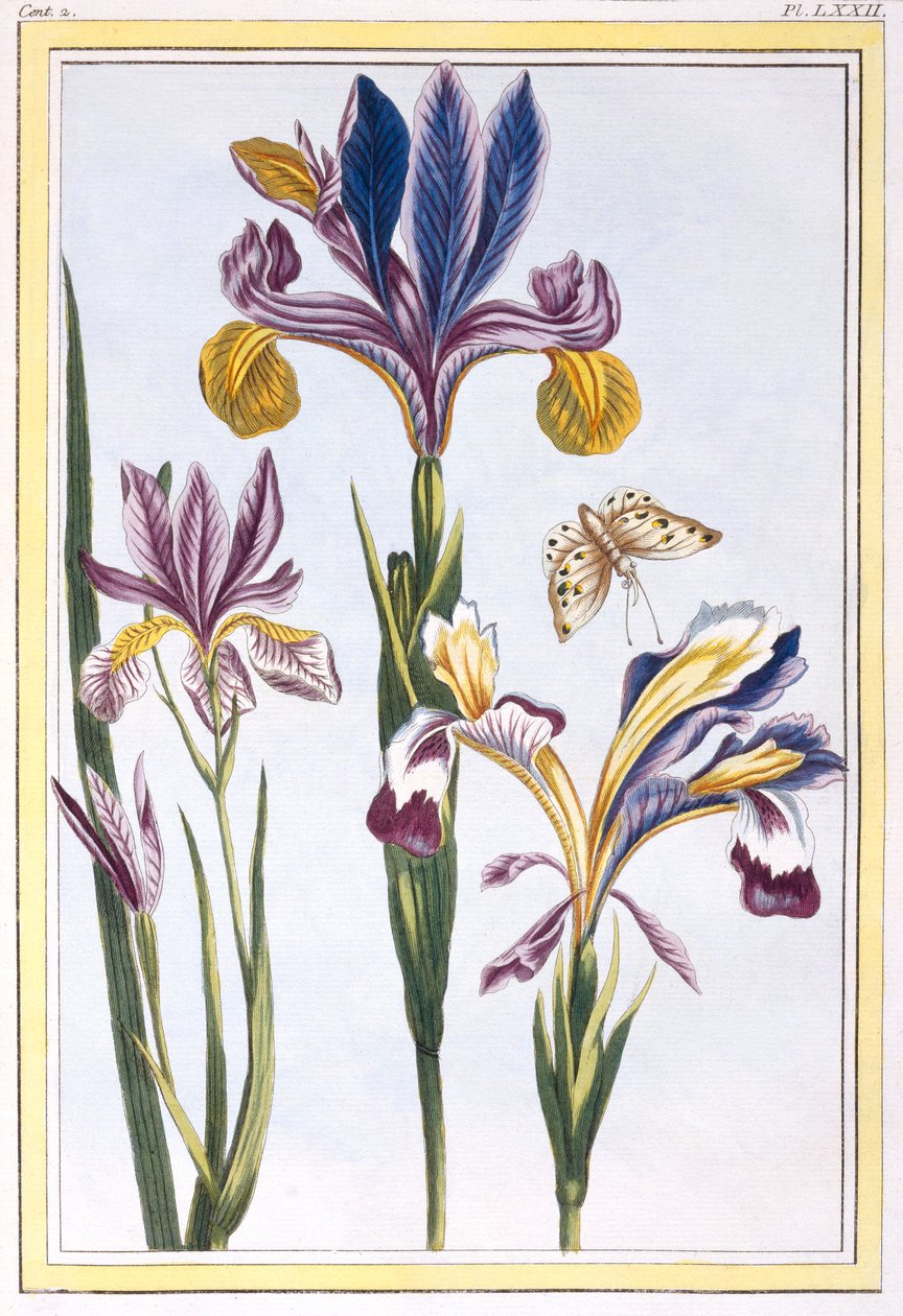 Iris bigarré, pub. 1776 - Pierre Joseph Buchoz