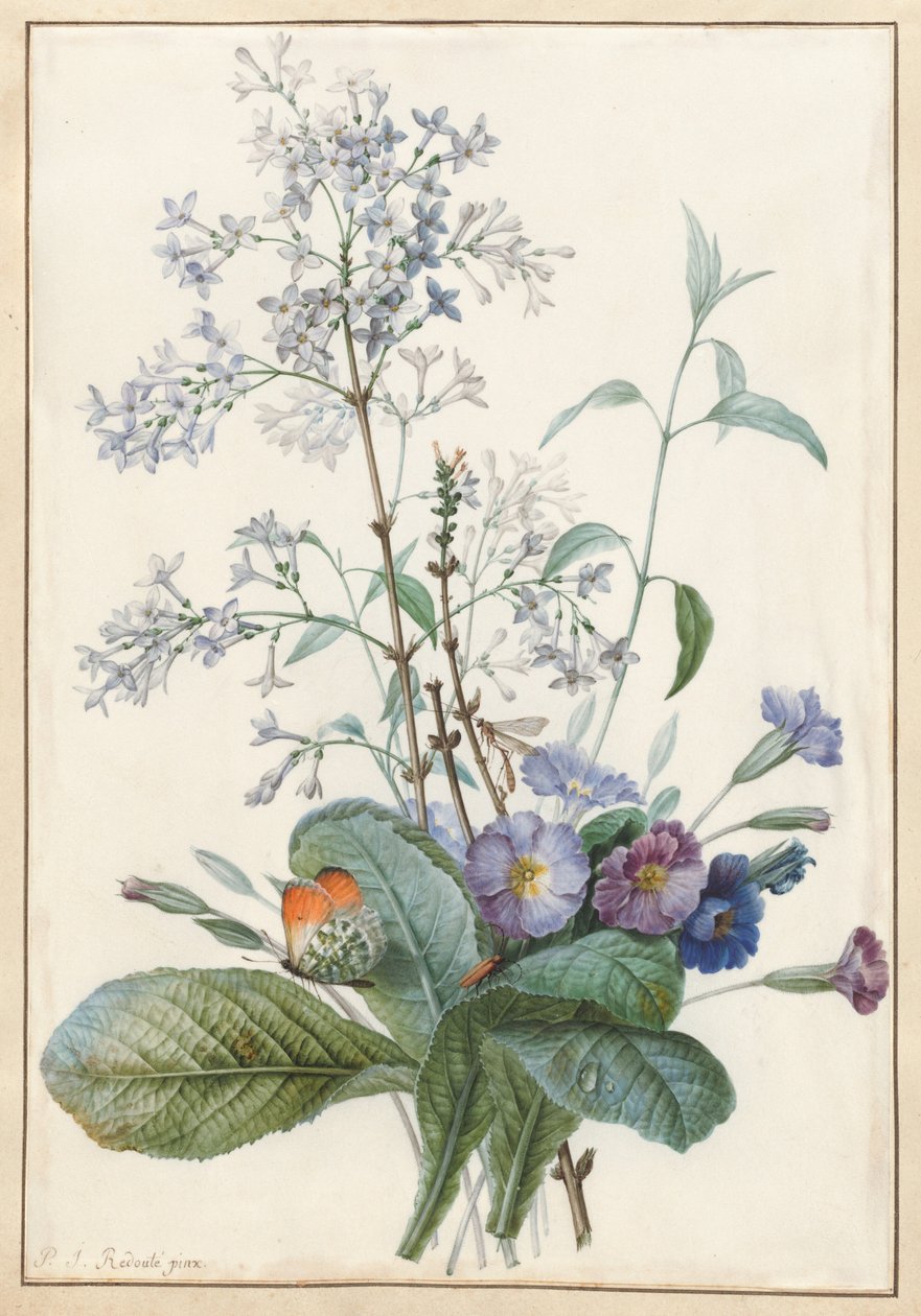 Un bouquet de fleurs avec des insectes - Pierre Joseph Redouté
