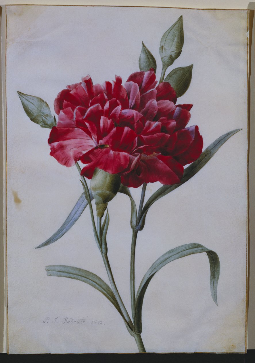 Œillet rouge foncé, 1822 - Pierre Joseph Redouté