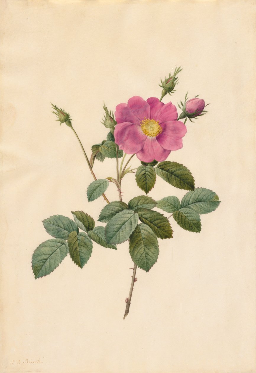 Rose chou (Rosa Centifolia Simplex) - Pierre Joseph Redouté