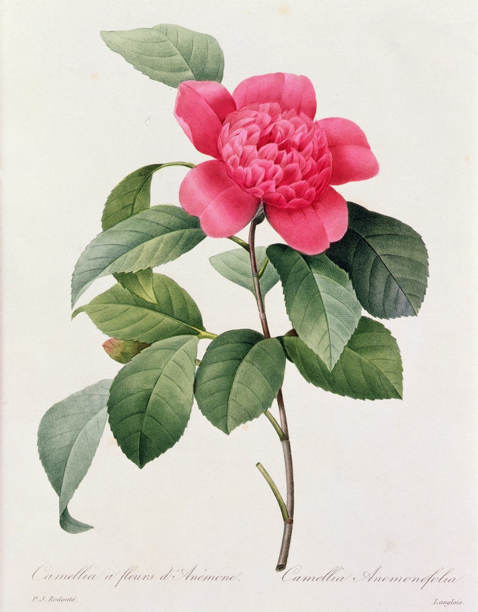 Camellia Anemonefolia - Pierre Joseph Redouté