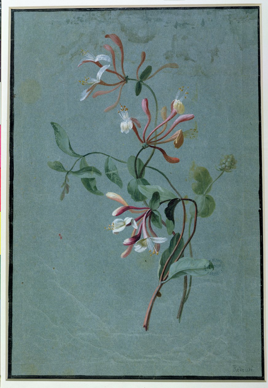 Chèvrefeuille - Pierre Joseph Redouté