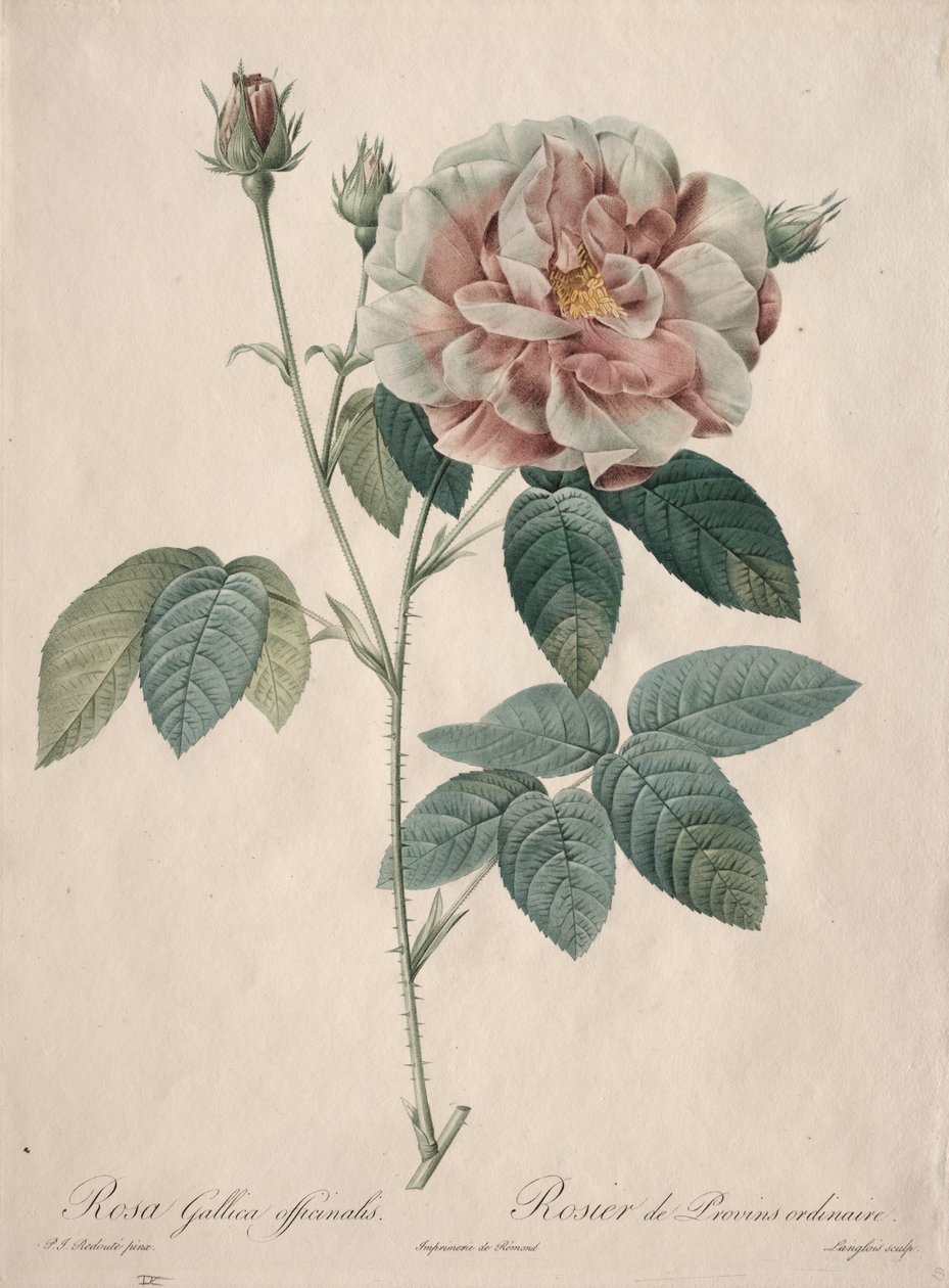 Les Roses: Rosa gallica - Pierre Joseph Redouté