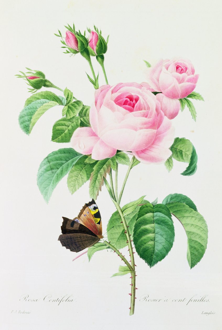 Rosa Centifolia - Pierre Joseph Redouté