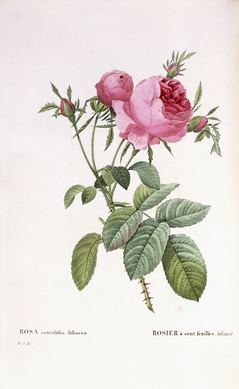 Rosa centifolia foliacea - Pierre Joseph Redouté