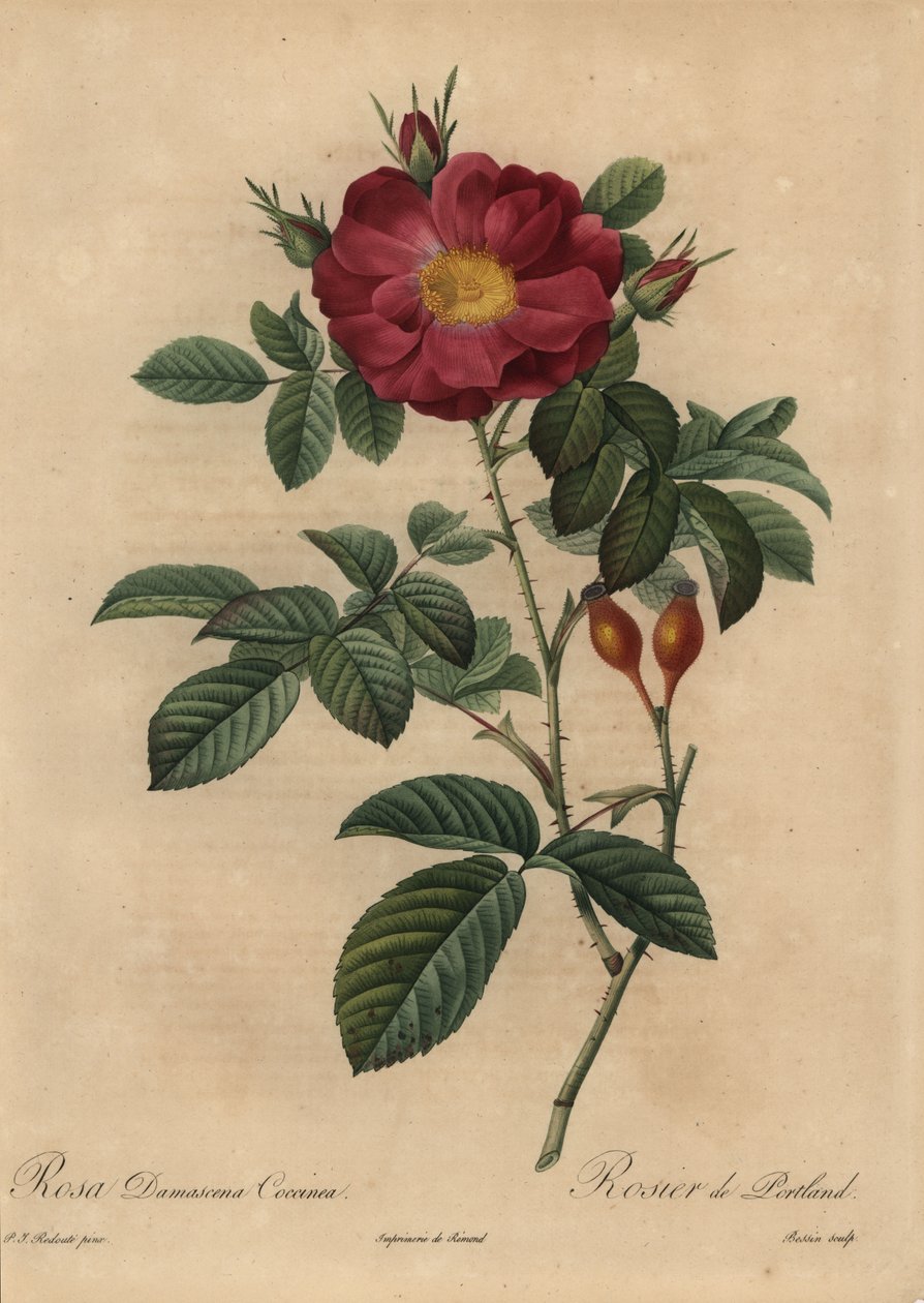 Rose damas écarlate, Rosa damascena - Pierre Joseph Redouté