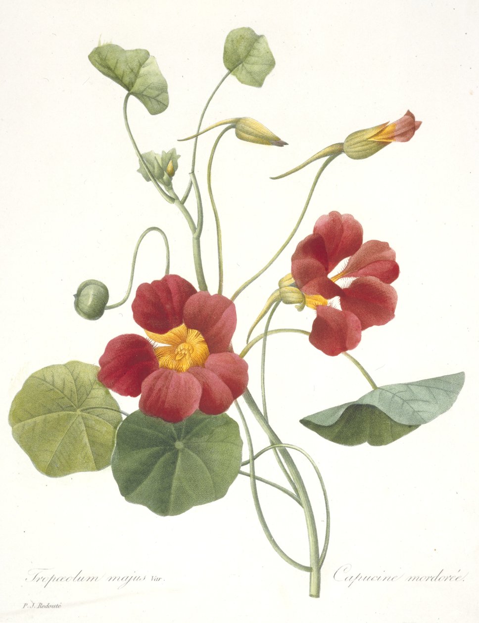 Tropaeolum majus (Capucine), 1827 - Pierre Joseph Redouté