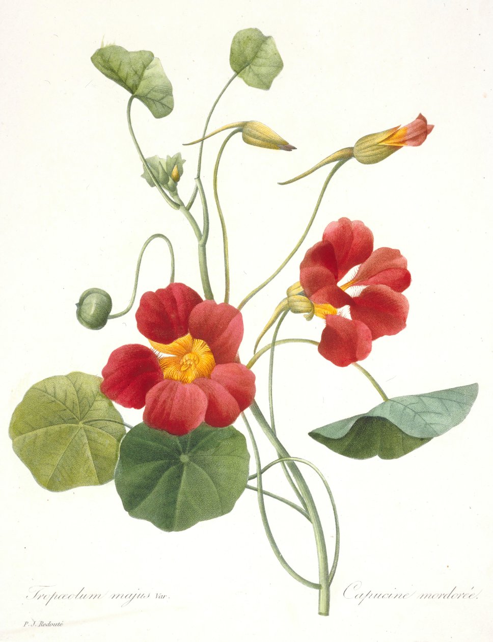 Tropaeolum majus Capucine - Pierre Joseph Redouté