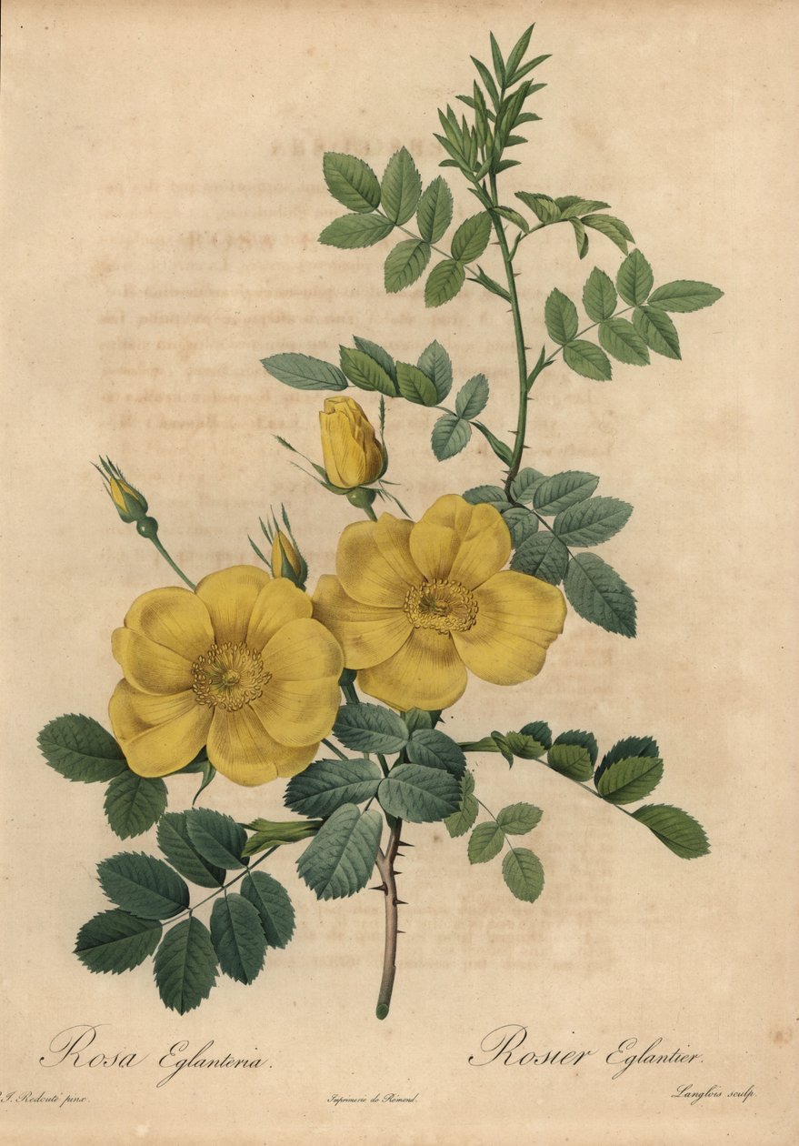 Rose jaune, Rosa eglanteria - Pierre Joseph Redouté