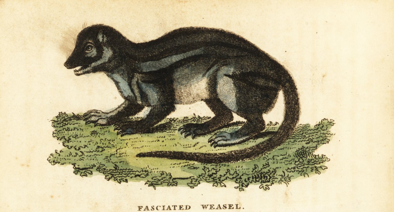Mangouste malgache à larges bandes, Galidictis fasciata (gravure) - Pierre Sonnerat