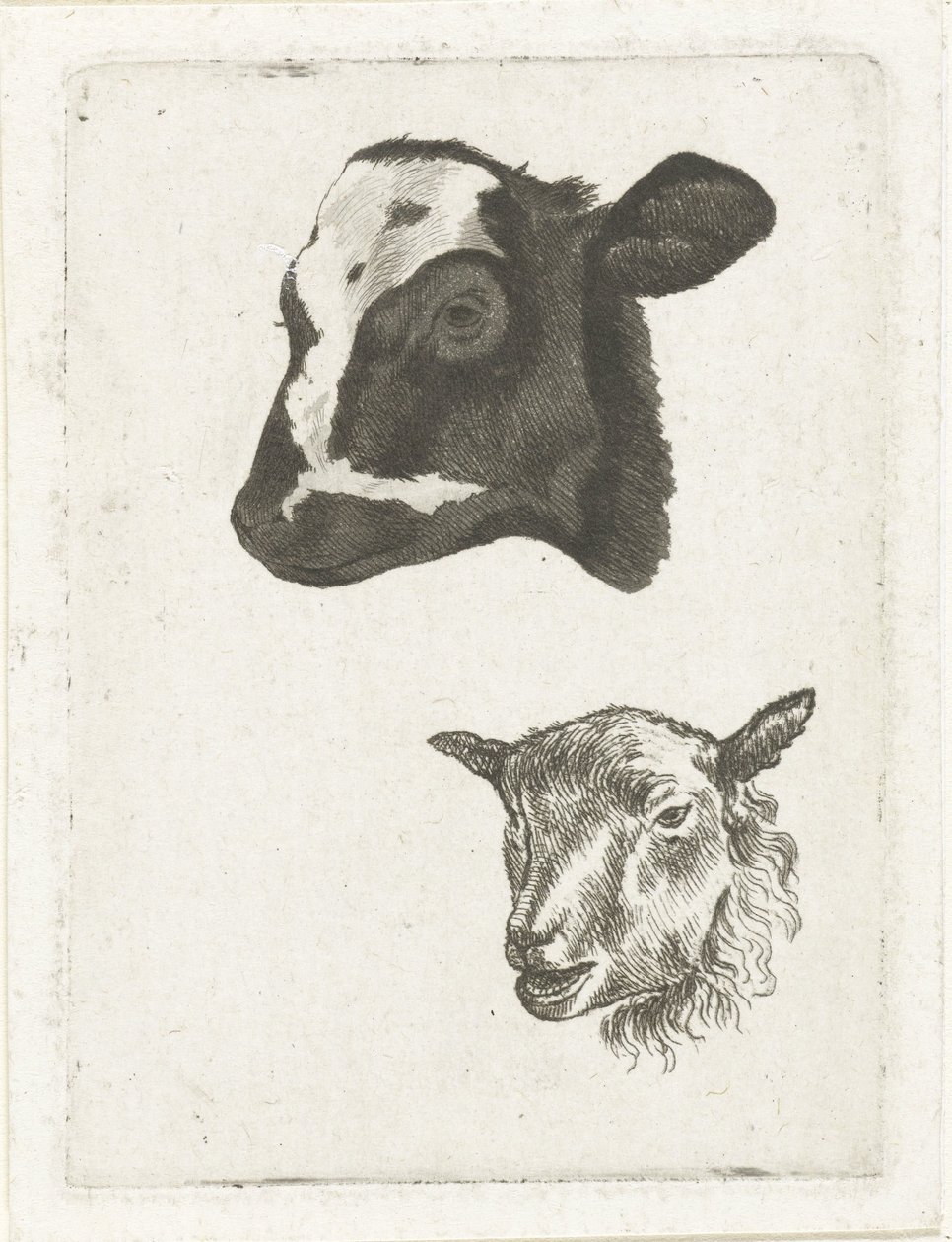 Tête de veau pie noir et mouton - Pieter Barbiers (IV)