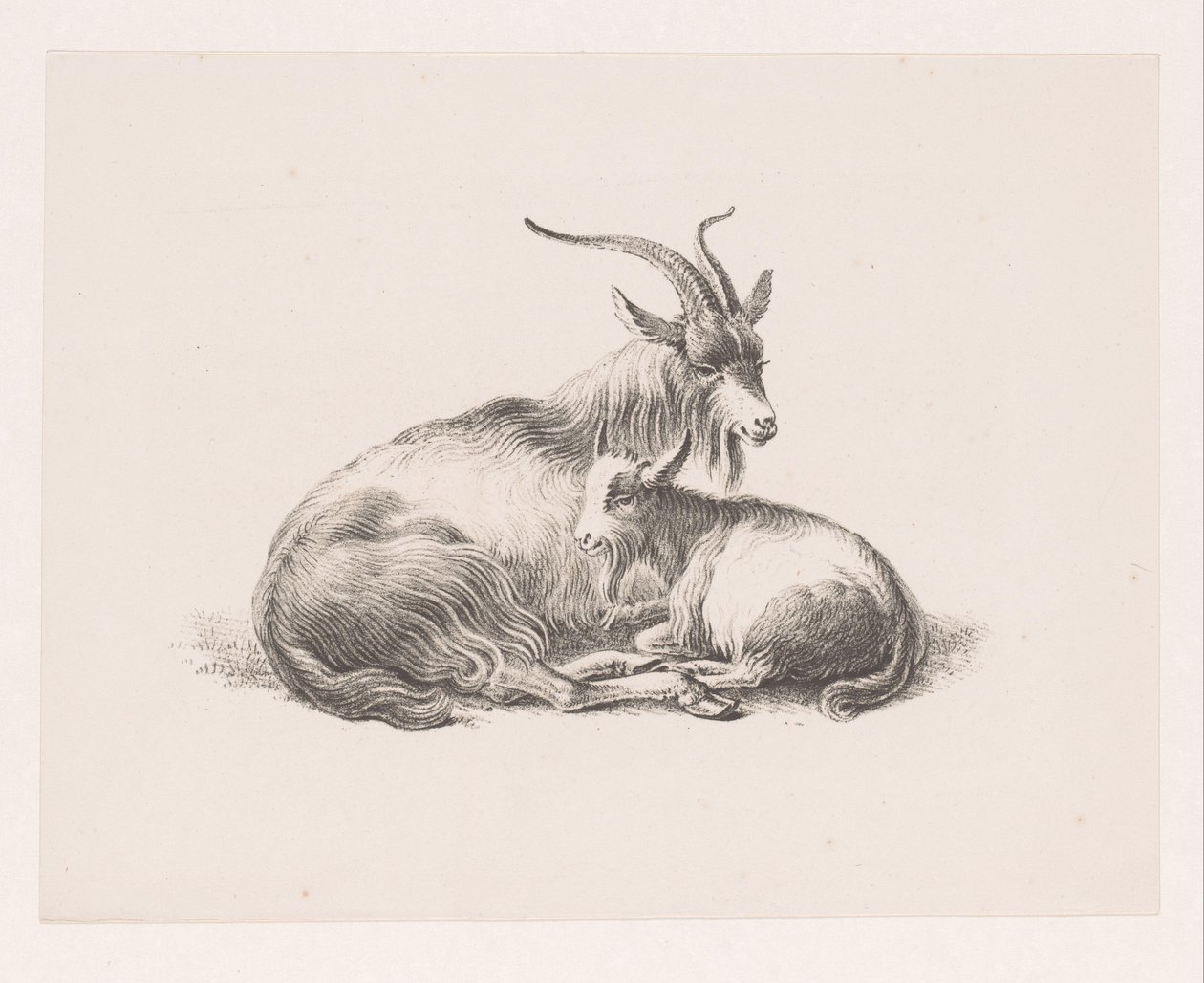 Bouquetin et une chèvre - Pieter Bartholomeusz. Barbiers