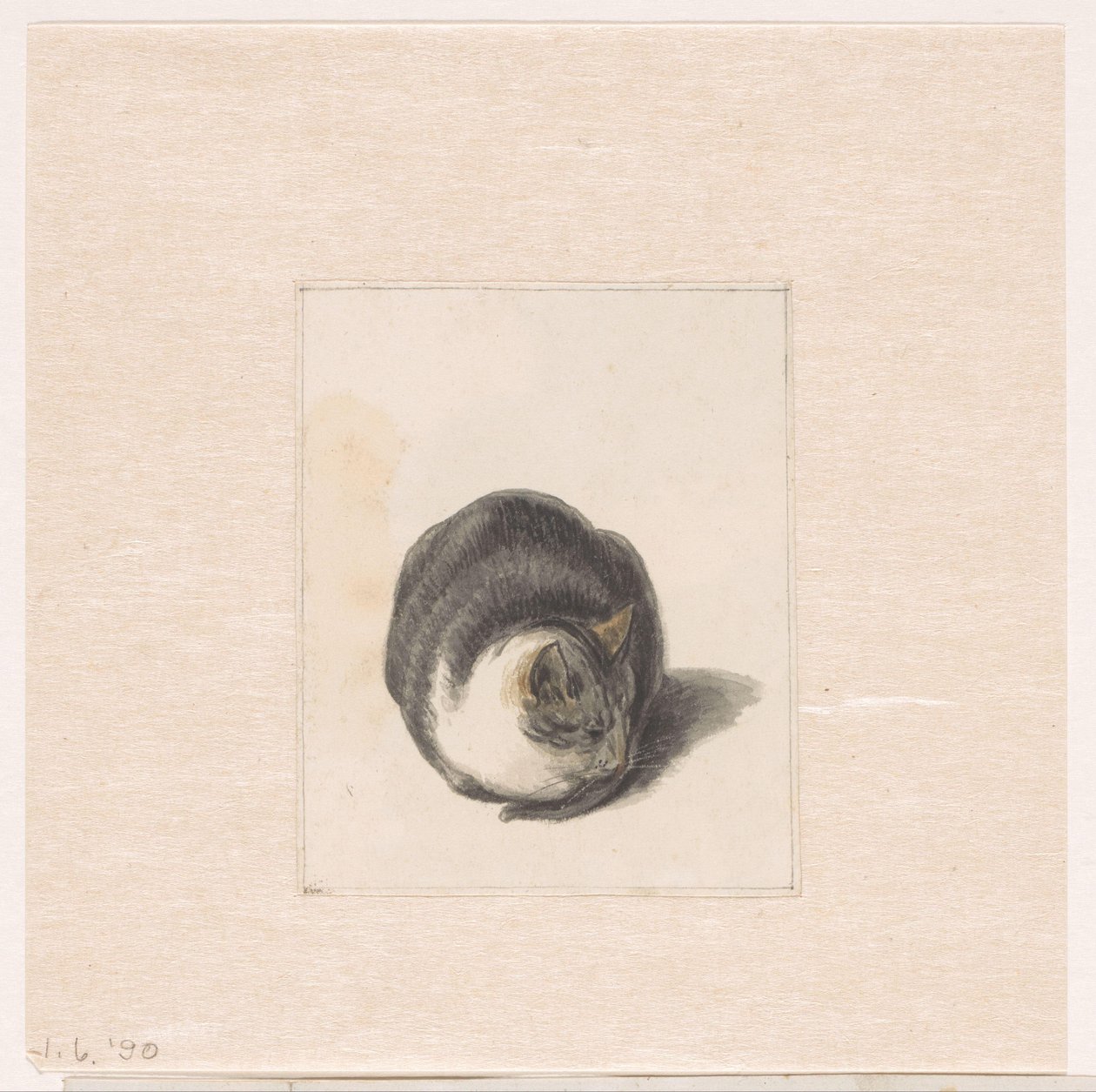 Chat assis, vu de face - Pieter Bartholomeusz. Barbiers