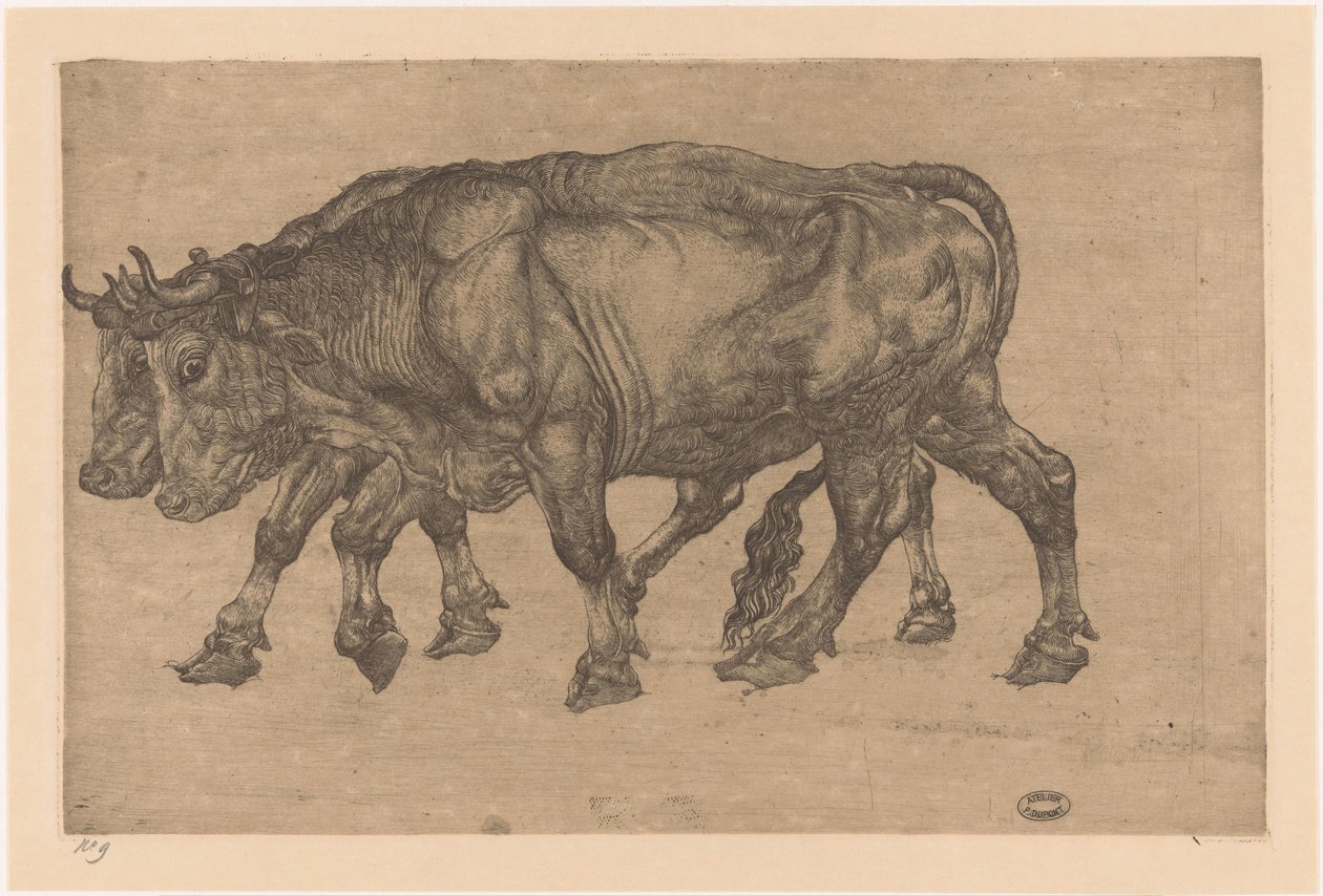 Deux bœufs - Pieter Dupont