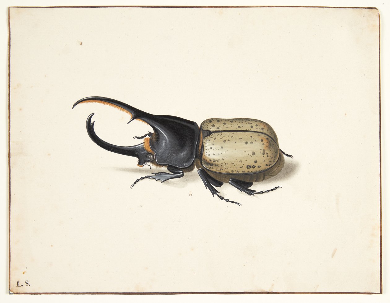 Un scarabée Hercule (dynastes hercules) - Pieter Holsteijn