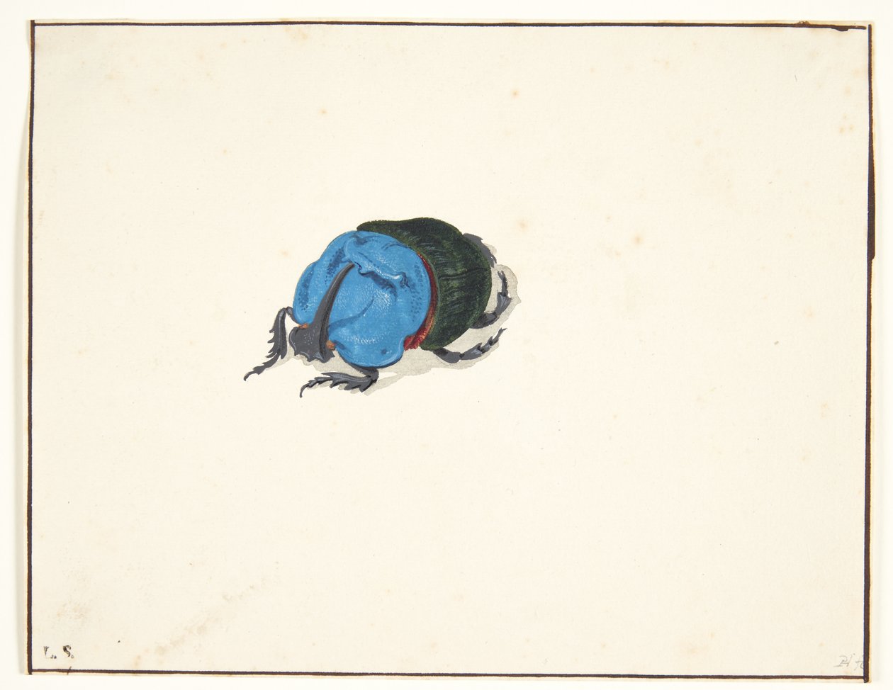Un scarabée rhinocéros (scarabaeidae) - Pieter Holsteijn
