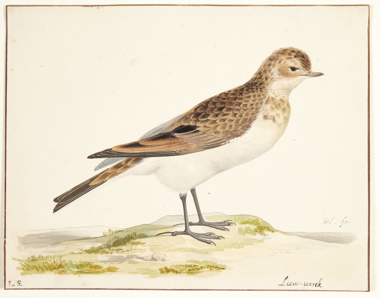 Une alouette des champs (alauda arvensis) - Pieter Holsteijn