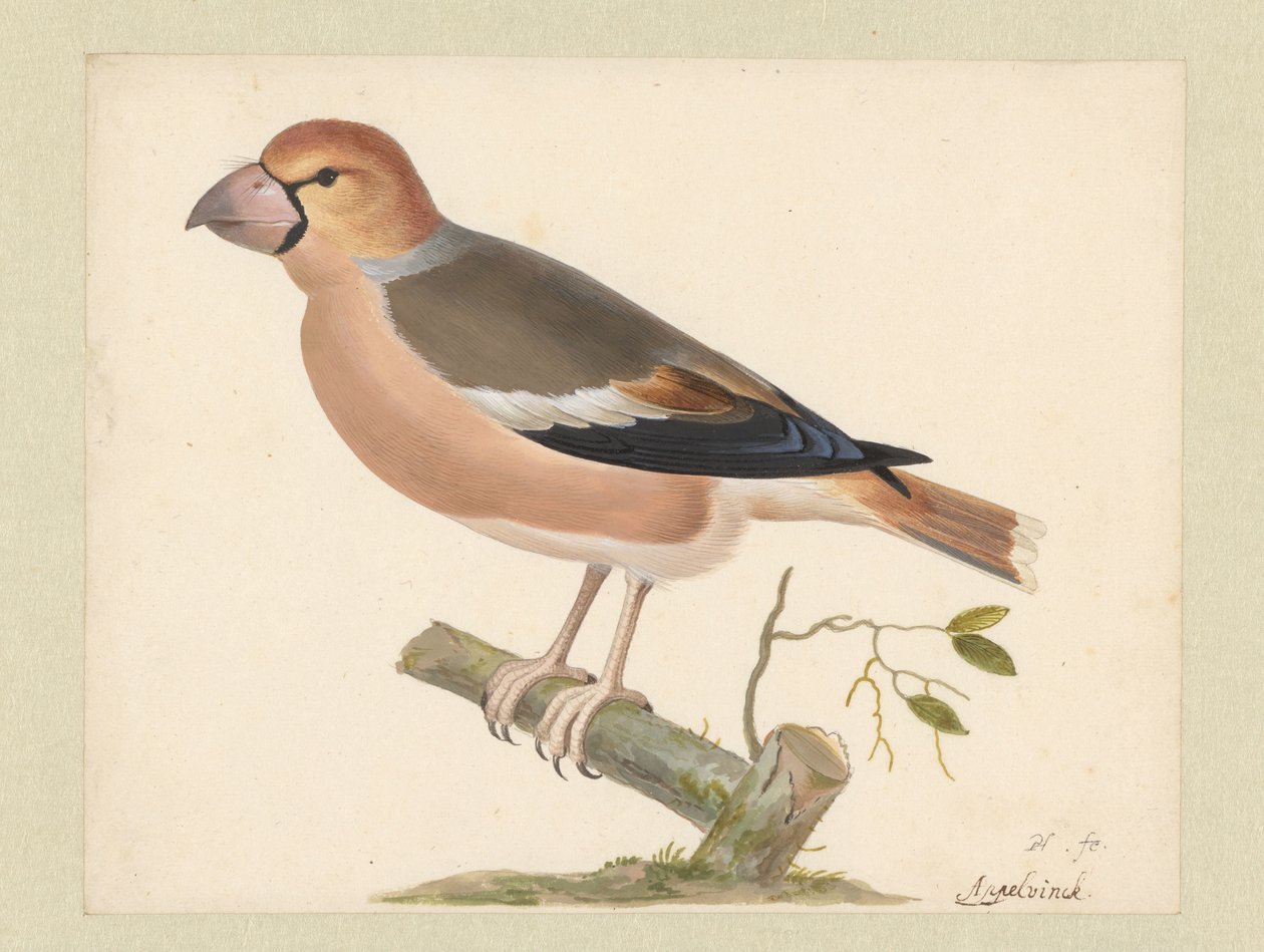 Gros-bec casse-noyaux - Pieter Holsteyn (I)