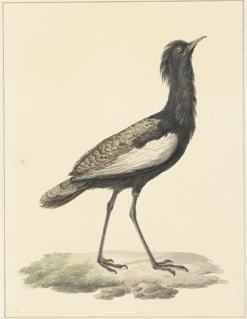 Outarde houbaropsis bengalensis - Pieter Pietersz. Barbiers