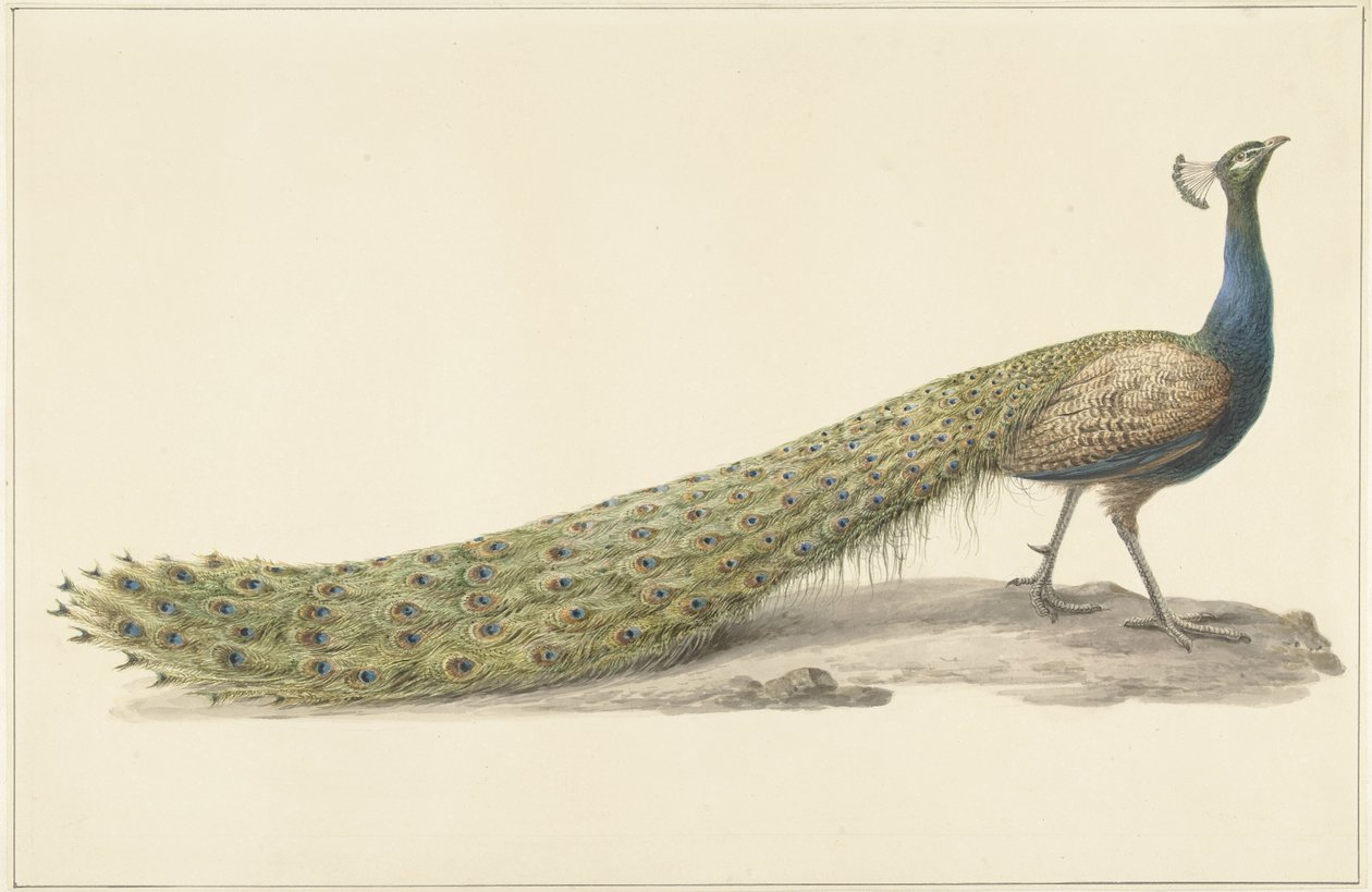 Paon bleu - Pieter Pietersz. Barbiers