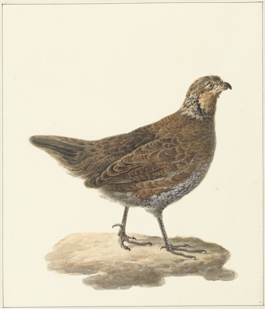 Colin de Virginie (Colinus virginianus) - Pieter Pietersz. Barbiers