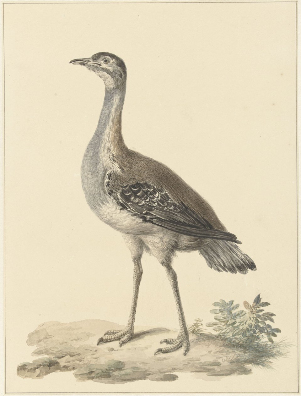 Outarde de Denham (Neotis denhami) - Pieter Pietersz. Barbiers