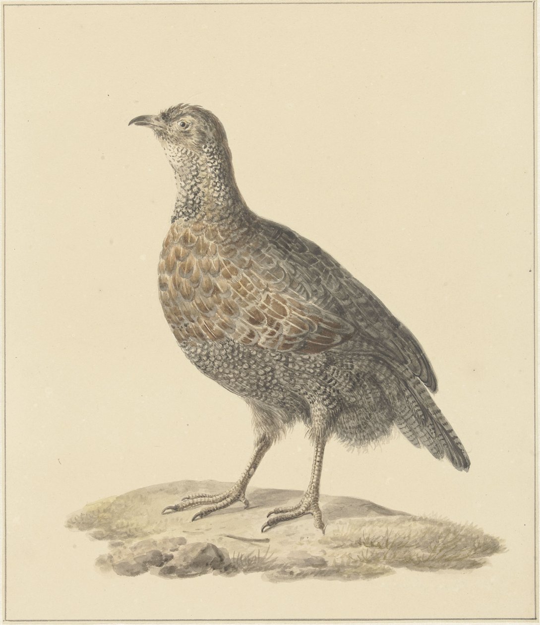 Perdrix (?) - Pieter Pietersz. Barbiers