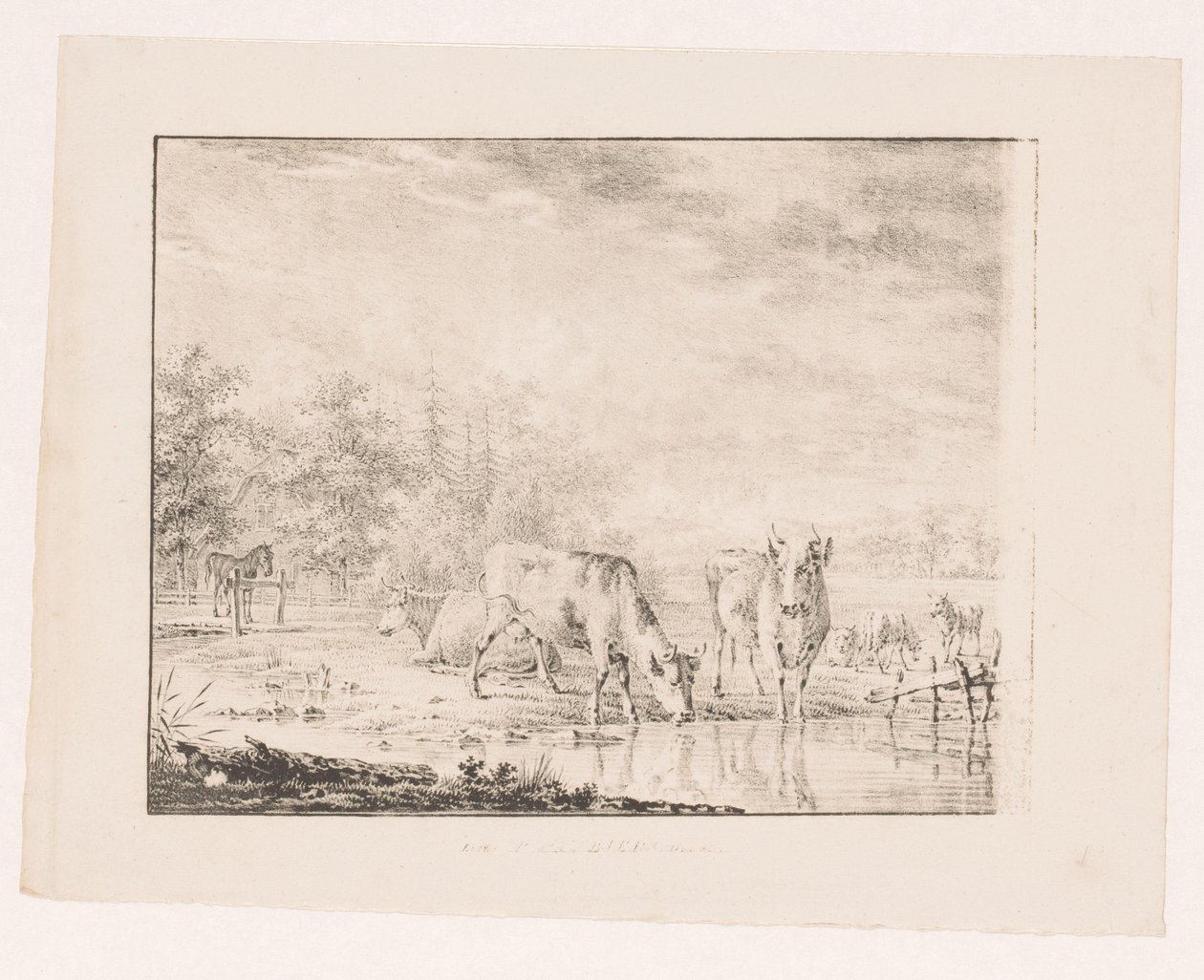 Vaches près de l