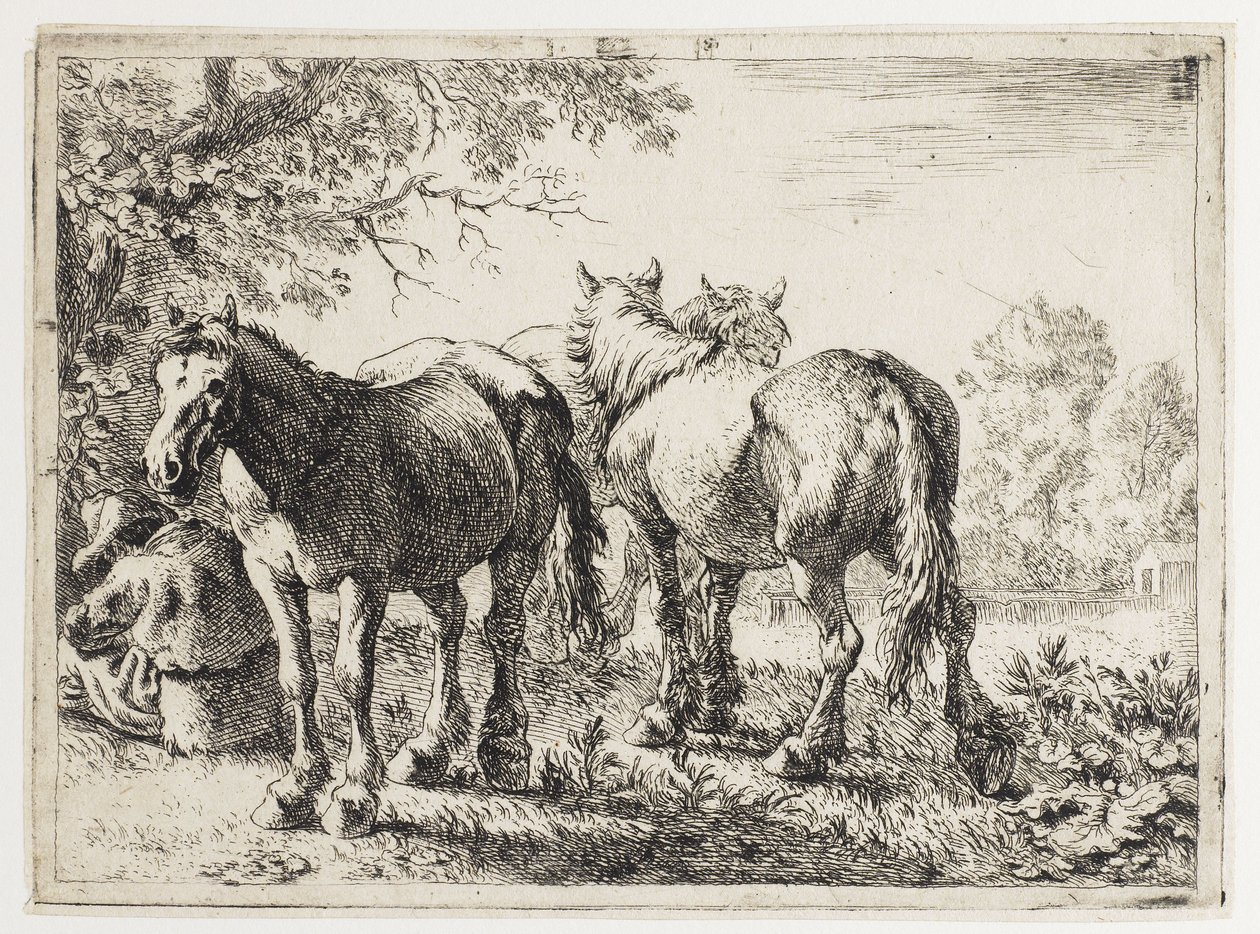 Trois chevaux dans un champ - Pieter van Laer