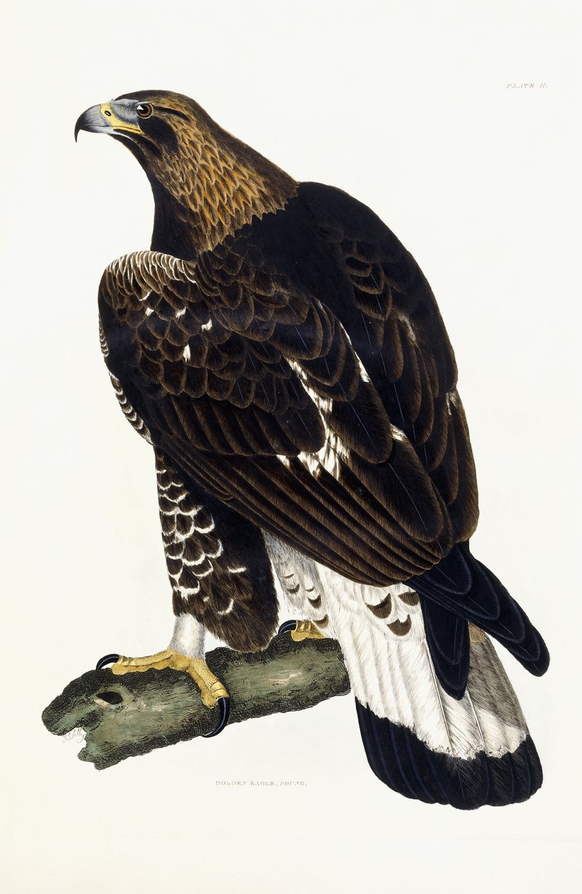 Un jeune aigle royal - Prideaux John Selby
