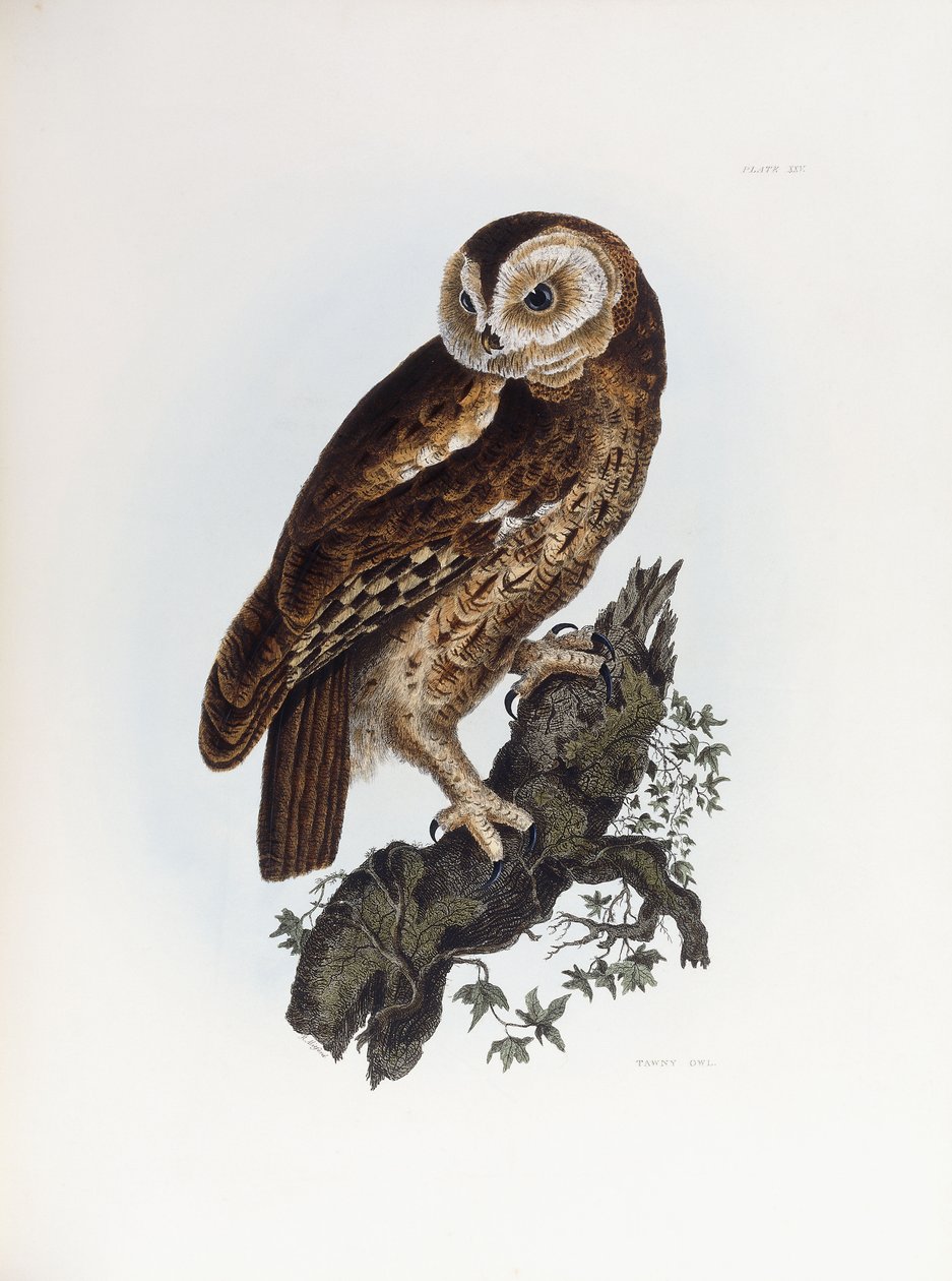Chouette hulotte, 1841 - Prideaux John Selby