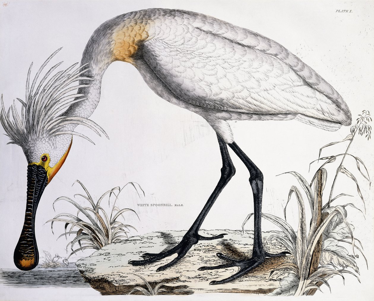 Spatule blanche, 1834 - Prideaux John Selby