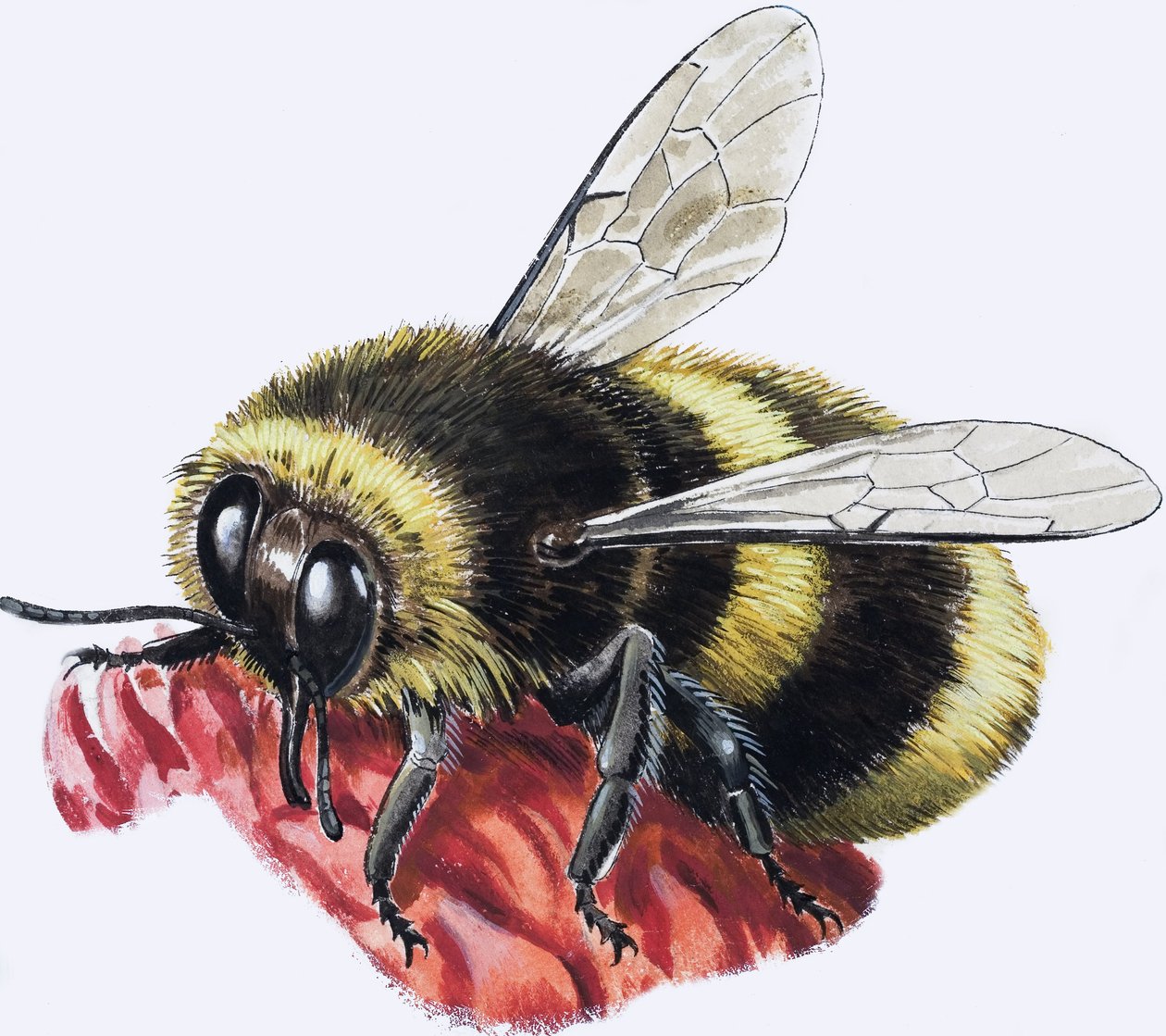 Honey Bee (gouache sur papier) - R.B. Davis