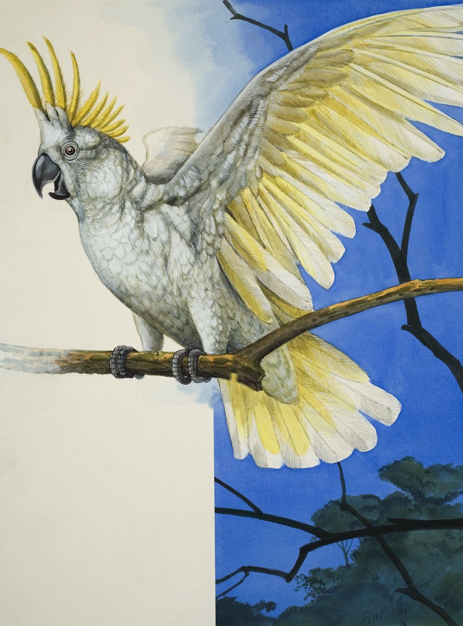 Cacatoès à aigrettes (gouache sur papier) - R.B. Davis