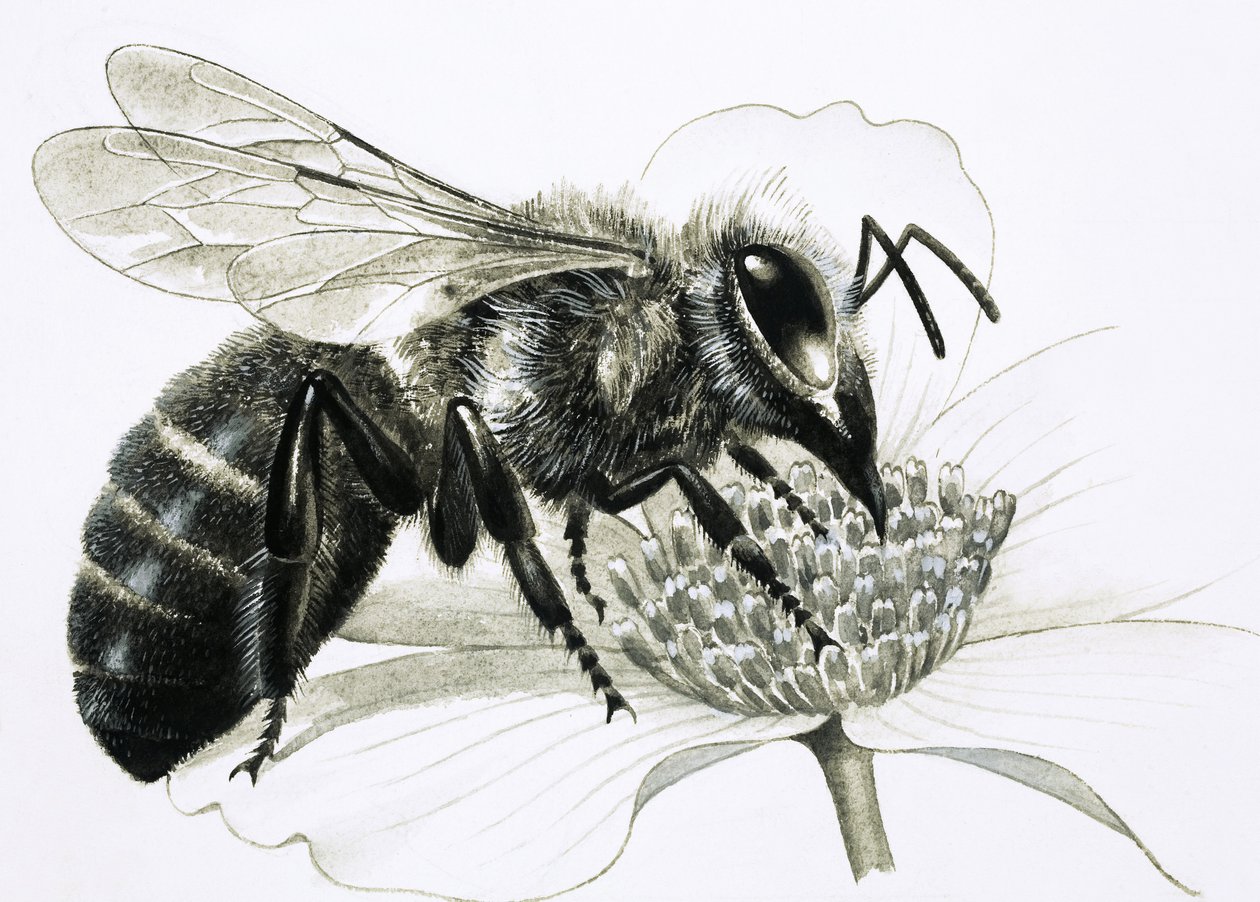 Abeille ouvrière récoltant le nectar de la fleur - R.B. Davis
