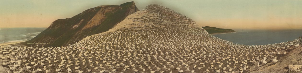 Fous de Bassan, Cape Kidnappers, N.Z. - R. P. Moore