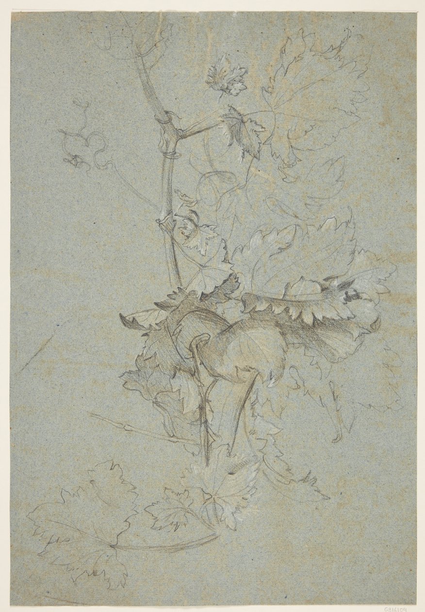 Étude de plantes - Rachel Ruysch