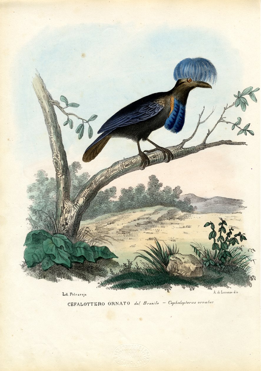 Oiseau-parapluie amazonien, 1863-79 - Raimundo Petraroja