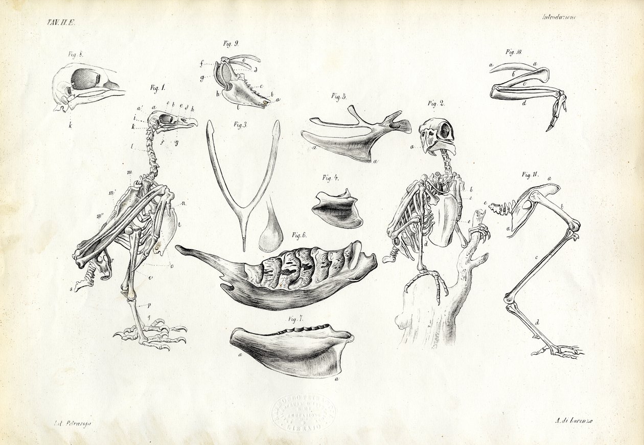 Anatomie, 1863-79 - Raimundo Petraroja